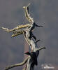 Black Woodpecker