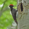 Black Woodpecker