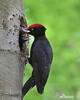 Black Woodpecker