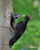 Black Woodpecker