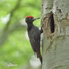 Black Woodpecker