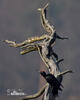 Black Woodpecker