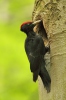 Black Woodpecker