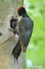 Black Woodpecker