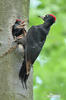 Black Woodpecker