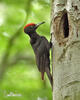 Black Woodpecker