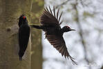 Black Woodpecker