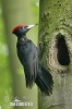 Black Woodpecker