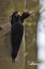 Black Woodpecker