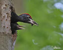 Black Woodpecker