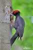 Black Woodpecker