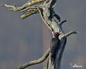 Black Woodpecker