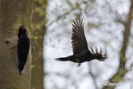 Black Woodpecker