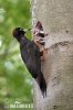 Black Woodpecker