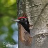 Black Woodpecker