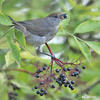 Blackcap