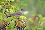 Blackcap