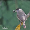 Blackcap