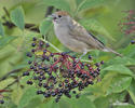 Blackcap