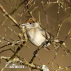 Blackcap