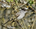 Blackcap