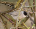 Blackcap