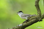 Blackcap