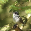 Blackcap