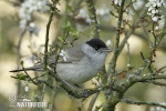 Blackcap