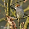 Blackcap