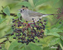 Blackcap