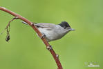 Blackcap