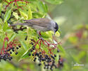 Blackcap