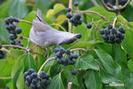 Blackcap