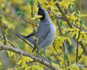 Blackcap