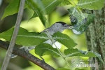 Blackcap