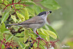 Blackcap