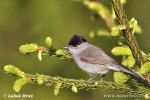 Blackcap