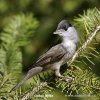 Blackcap