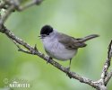 Blackcap