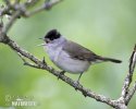 Blackcap