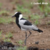 Blackshmith Lapwing