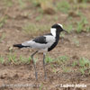 Blackshmith Lapwing