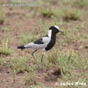 Blackshmith Lapwing