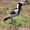 Blackshmith Lapwing