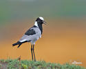 Blackshmith Lapwing