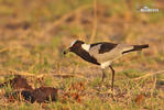 Blackshmith Lapwing