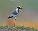 Blackshmith Lapwing