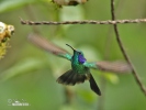 Blåkindad kolibri