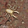 Blind Albino Cave Crab